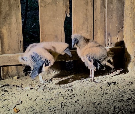 Vulture babies 2.jpg