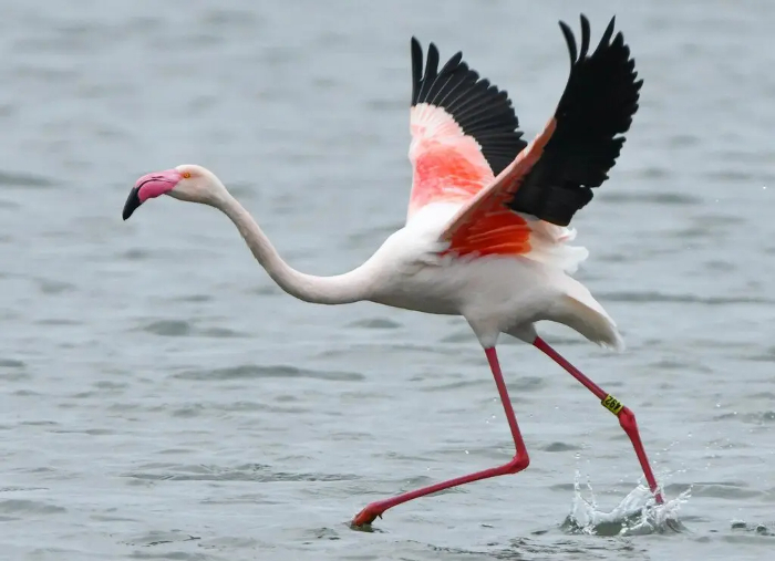 flamingo on the run.jpg