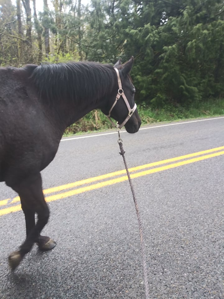 Cleo heading down the road April 10 2022.jpg