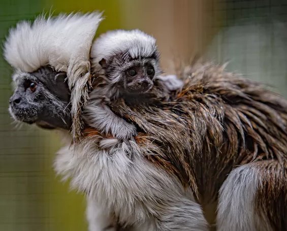 Rarecotton-toptamarinmonkeybornatChesterZoo7-d6f1a1e6e4ae4084a939a2c4f7573860 (1)_kindlephoto-7408418.jpg