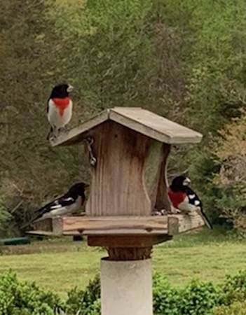 Rose-Breasted Grosebeaks.jpg