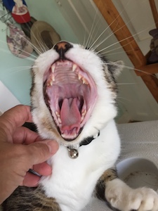 Cat Yawn.jpg