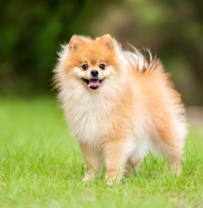 Pomeranian.jpg