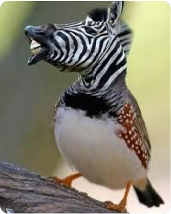 zebrafinch credit pinterest.jpg