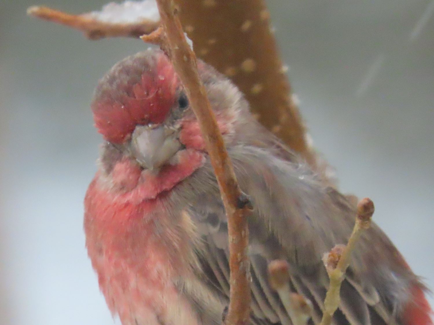 House_Finch_1_sM.jpg