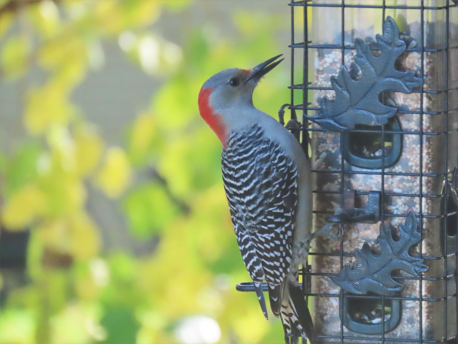 red-bellied woodpecker_sm.jpg
