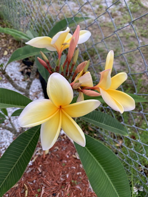 Frangipani.jpg