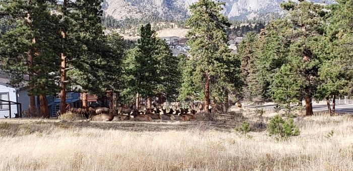 Elk Estes Park min zoom.jpg