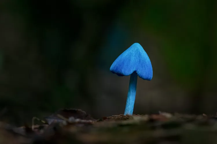 entoloma-hochstetteri--also-known-as-the-blue-mushroom--on-forest-ground-near-rotorua--1401500333-d22ee39b445c4883939dc76dec7286a5.webp